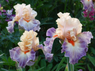 Undercurrent Tall Bearded Iris