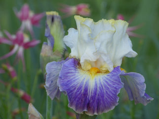 Uprising Tall Bearded Iris