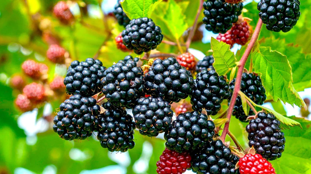 Bramble Seeds (Rubus fruticosus)