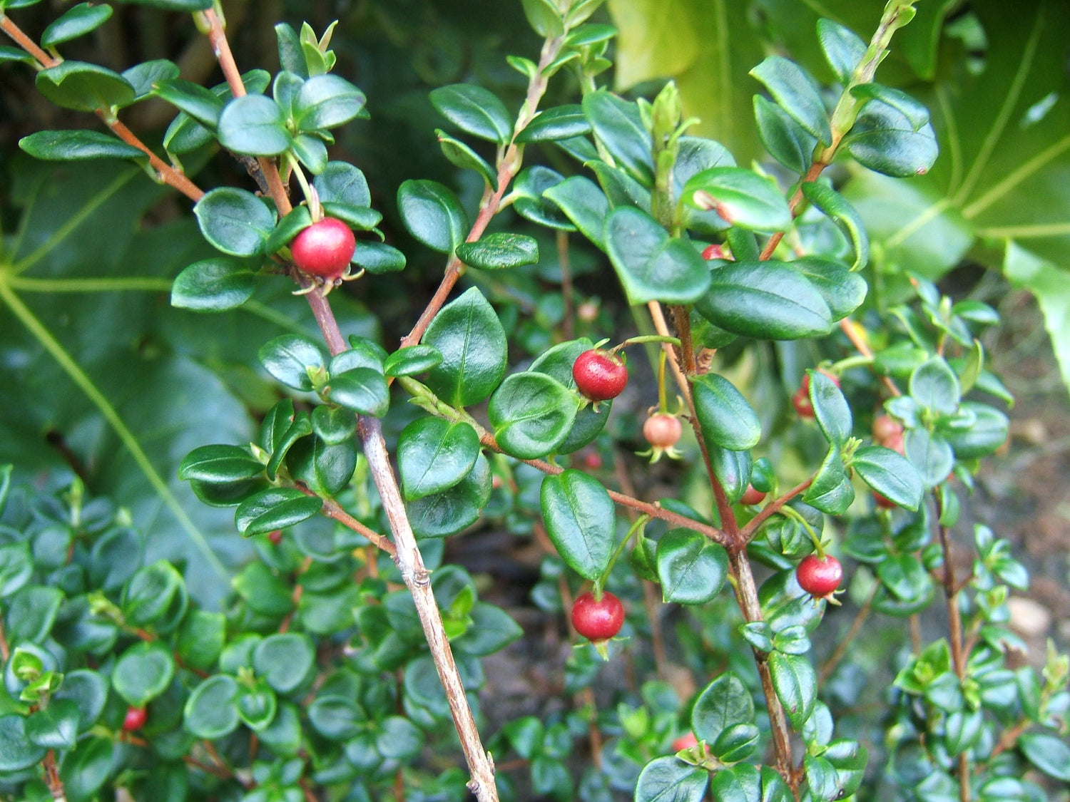 Ugni Molinae (Chilean Guava)