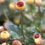 Unique tingling plant (Toothache Plant) with ornamental yellow and red button flowers.