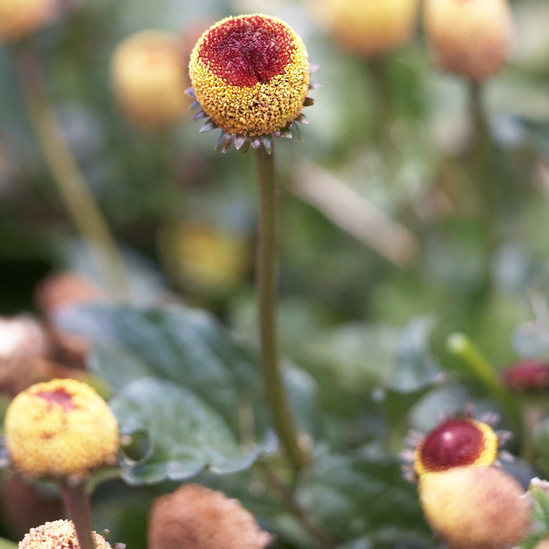 Unique tingling plant (Toothache Plant) with ornamental yellow and red button flowers.