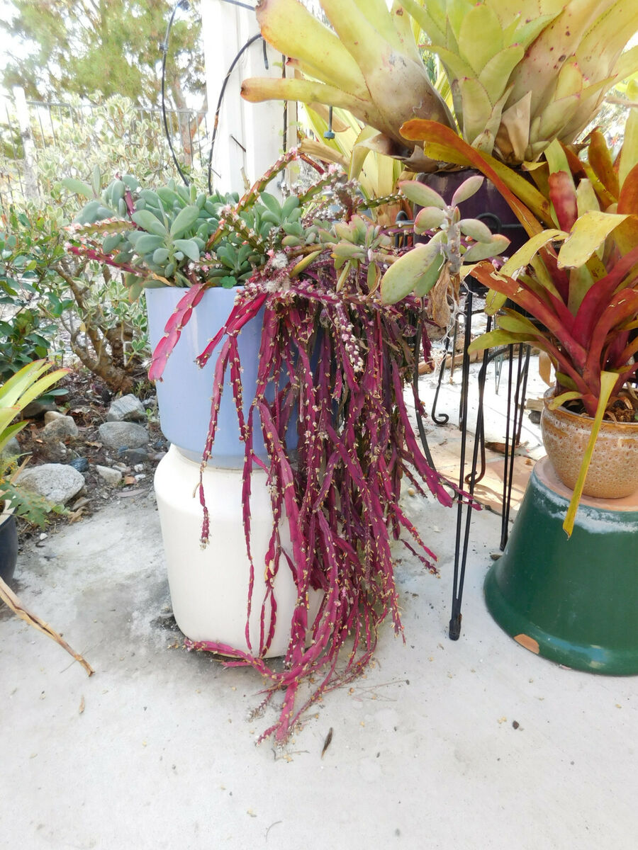 Close-up of the unique violet and green segmented stems of the Lepismium plant.