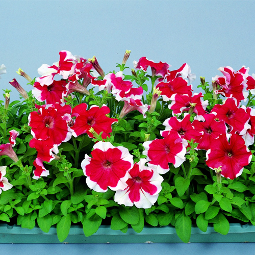 Petunia Hulahoop Rose Seeds for Elegant Rose-Colored Petunias