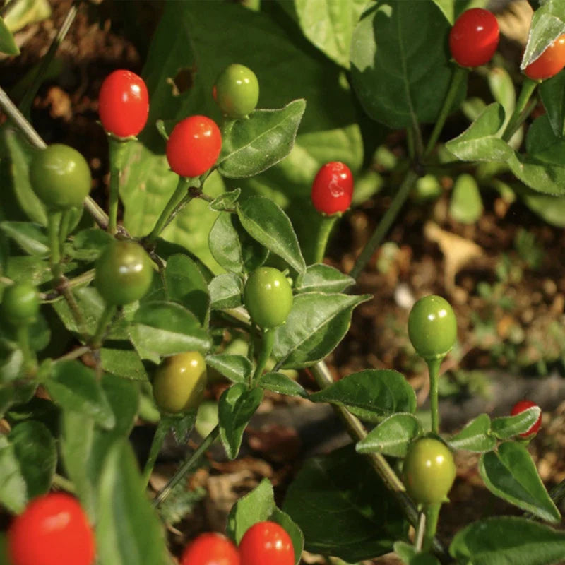Nipple Pepper Vegetable Seeds for Planting