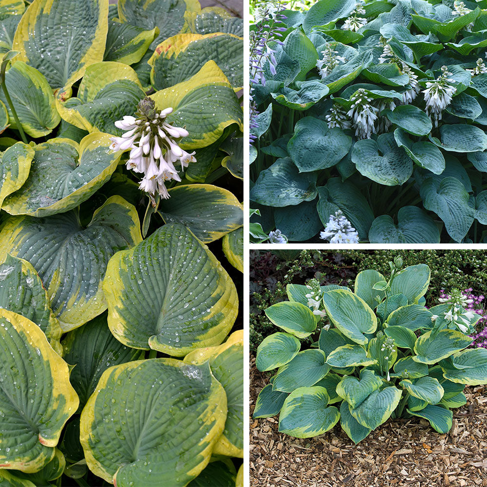 Hosta Roots - Giant Mix