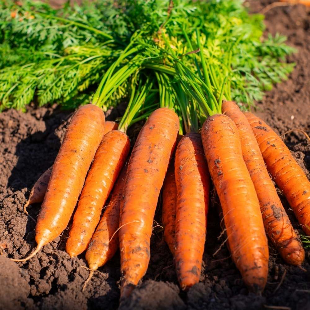 Carrot Daucus Carota and Radish Raphanus Sativus Orange Mix Vegetable Seeds for Planting – Combo for Kitchen Garden Use