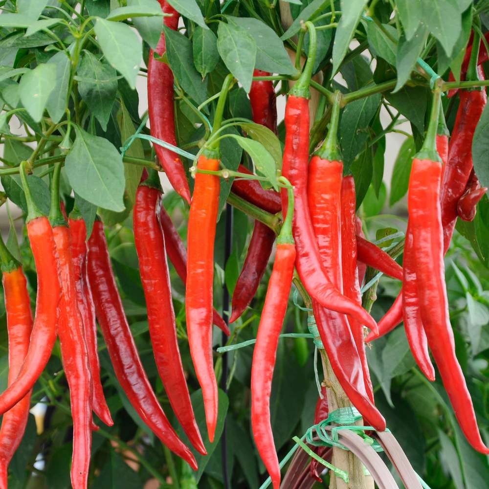 Chili Pepper Vegetable Seeds for Planting