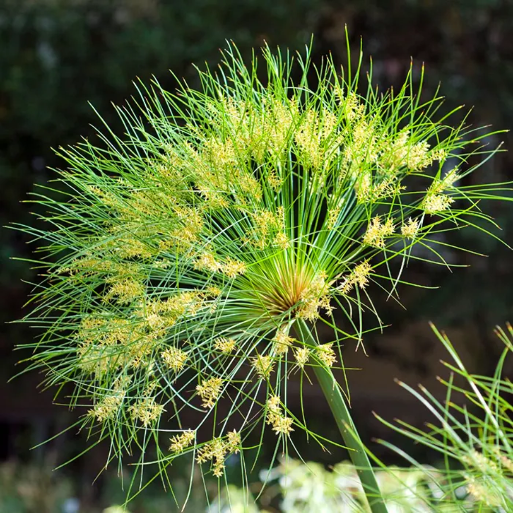 Heirloom Papyrus Plant Seeds for Garden Planting, Non-GMO, Ornamental Water-Loving Foliage