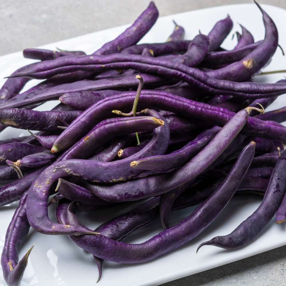 Dwarf Velour French Bush Bean Seeds | Deep Purple Filet-Type French Beans – Heirloom, Non-GMO, High Germination Organic Garden Seeds