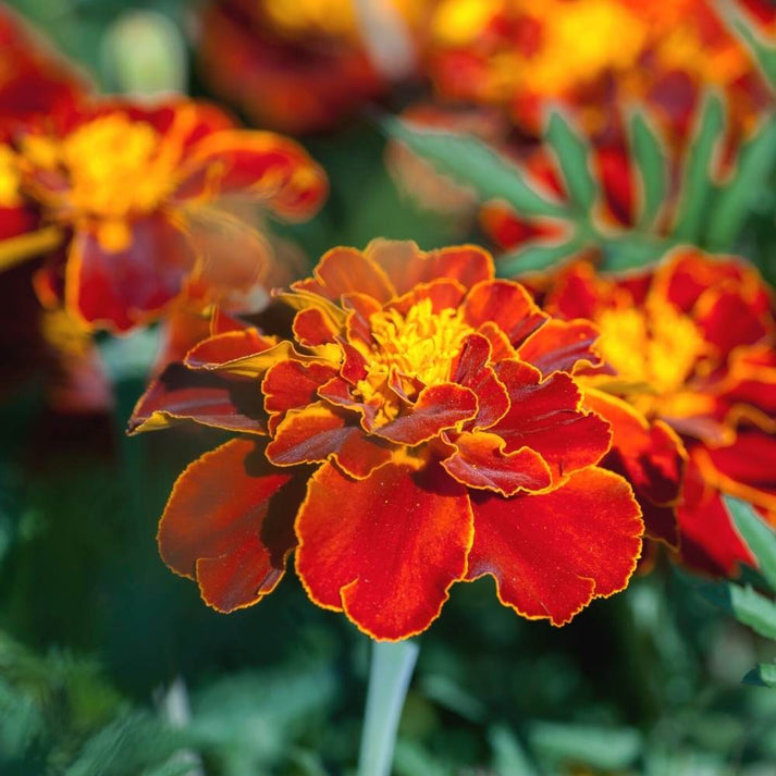 Heirloom Patula Flower Seeds, Non-GMO French Marigold Blooms for Colorful  Garden Planting