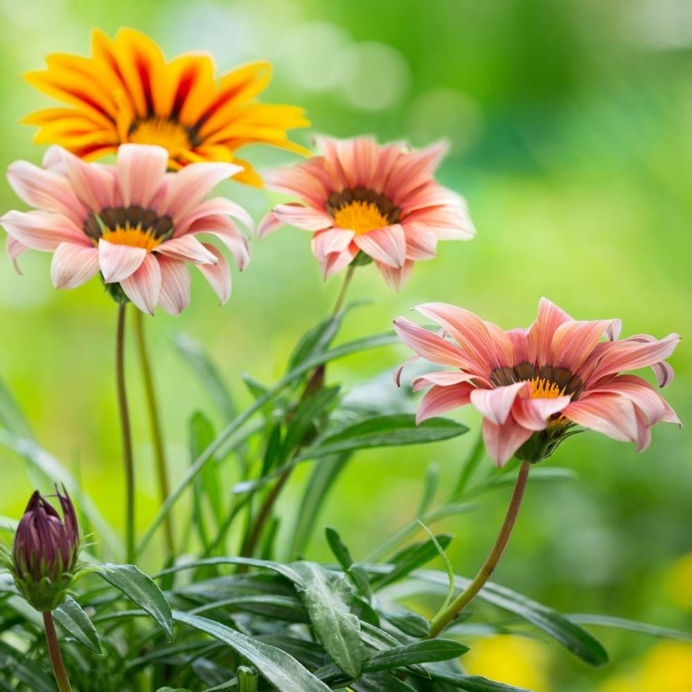Chrysanthemum Gazania Gazania Rigens Flower Seeds for Planting in Ornamental Borders and Containers