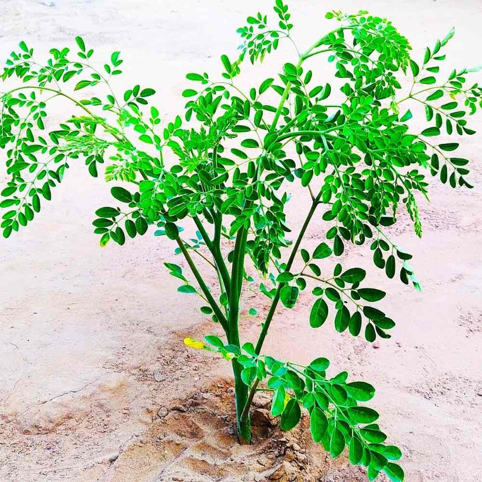 Moringa Drumstick Seeds