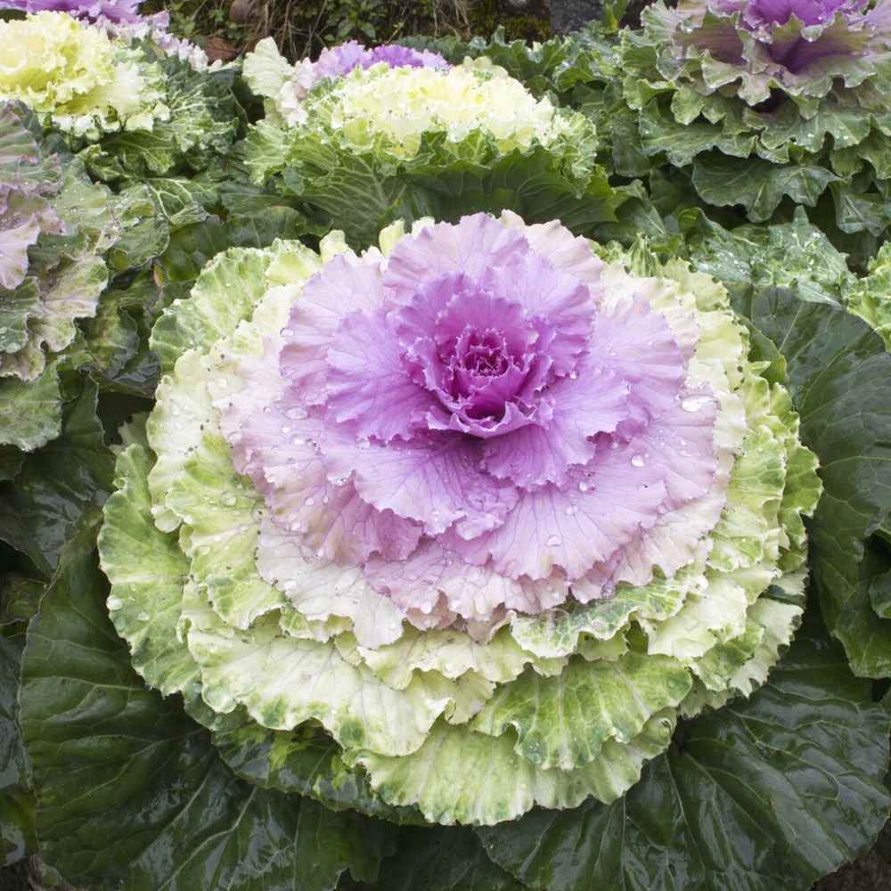 Kale ‘Chidori White’ flower seeds – frilly foliage ideal for decorative planting