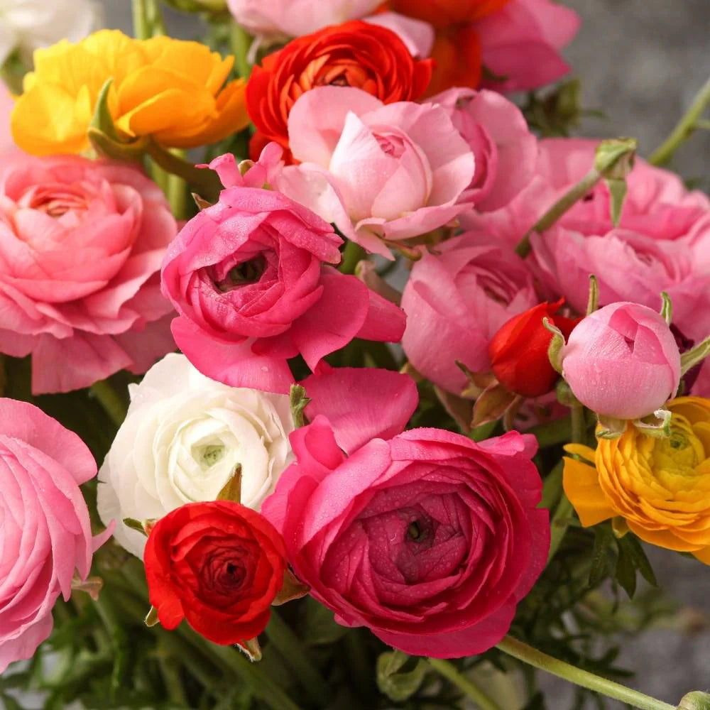 Ranunculus Seeds - Lipstick Mix