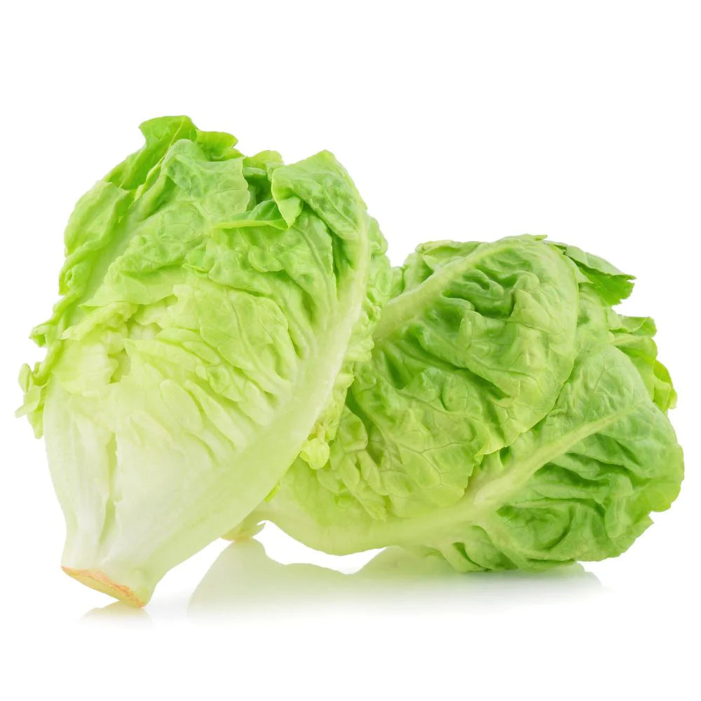 Lettuce Romaine – Heirloom, Non-GMO, High Germination Organic Garden Seeds