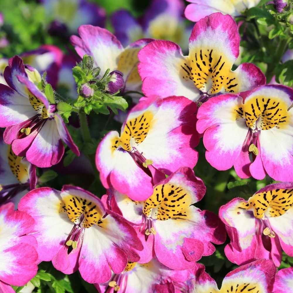 Butterfly Schizanthus Pinnatus Flowering Seeds for Planting