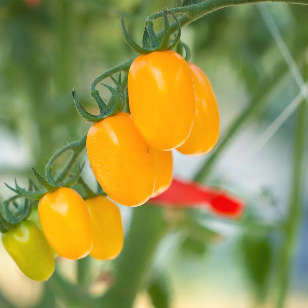 Ildi Tomato Seeds | Yellow Grape-Type Clusters of Sweet Tomatoes – Heirloom, Non-GMO, High Germination Organic Garden Seeds