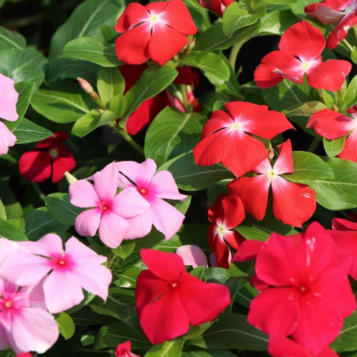 Heirloom Non-GMO Vinca Flower Seeds for Planting – Mixed Colors, Easy-Grow Annual Blooms