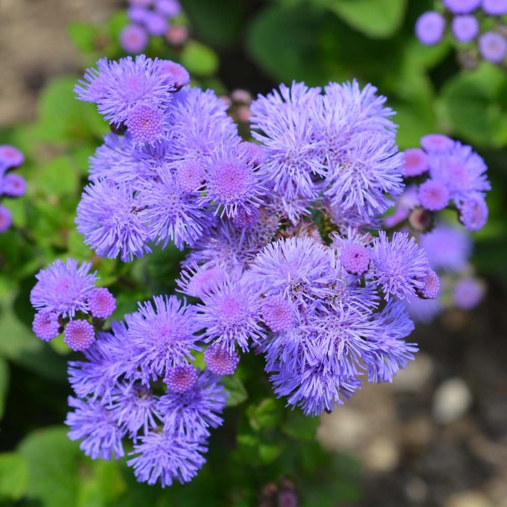 Ageratum Mexicanum Blue Seeds – Annual Flower Seeds