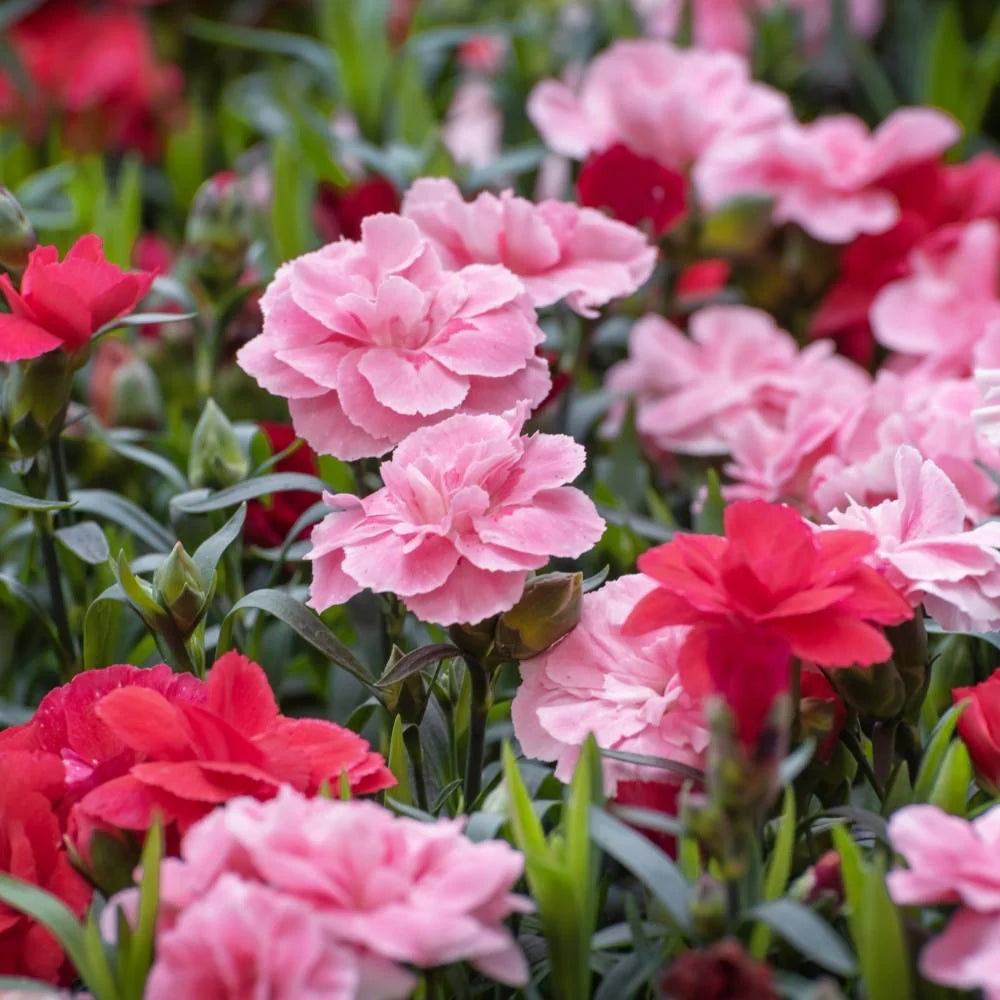 Dianthus Caryophyllus Seeds – Classic Carnation Variety with Fragrant Blooms