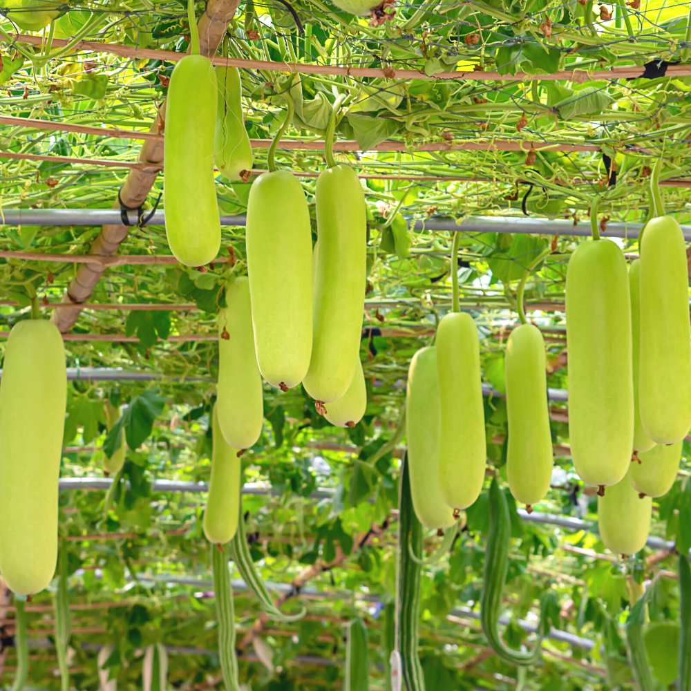 Gourd Vegetable Seeds for Planting