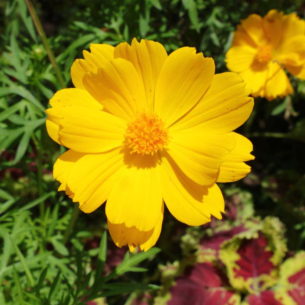 Sulphur Cosmos Seeds - Crest Gold