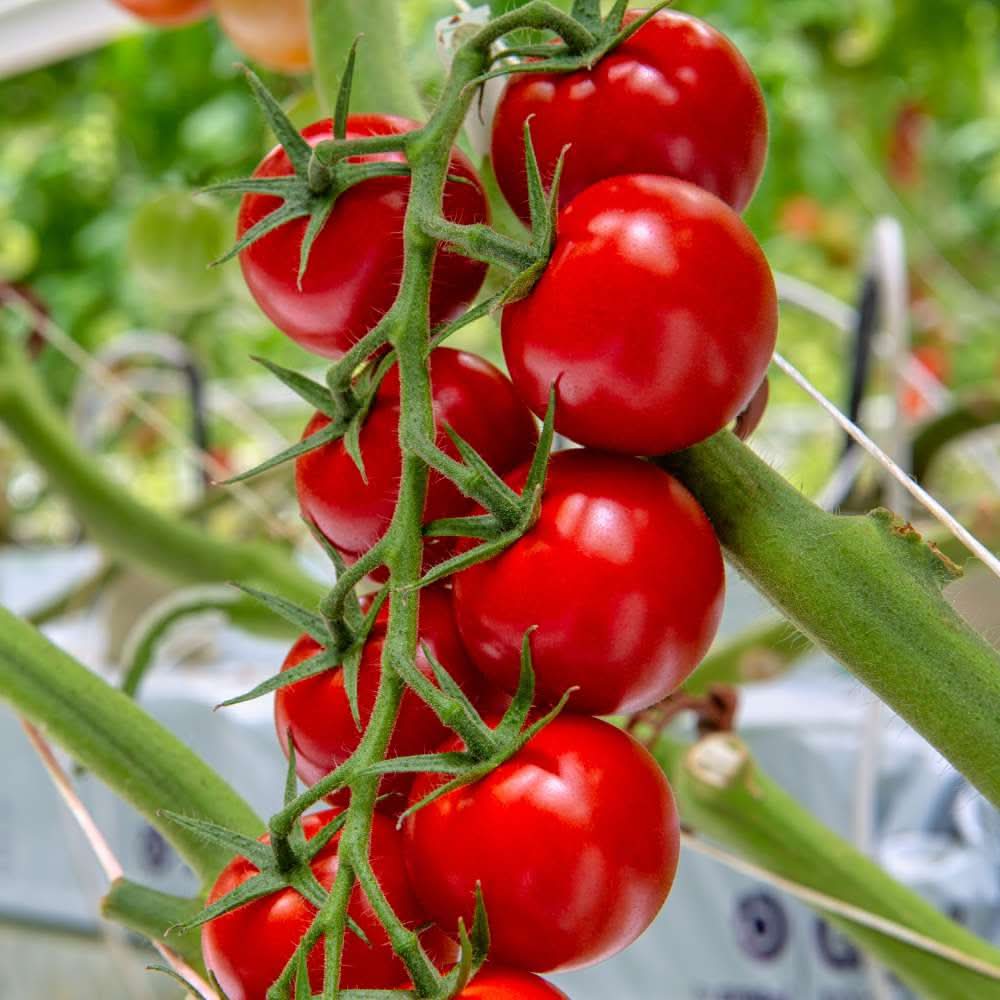 Cherry Tomato Solanum lycopersicum for planting in urban garden