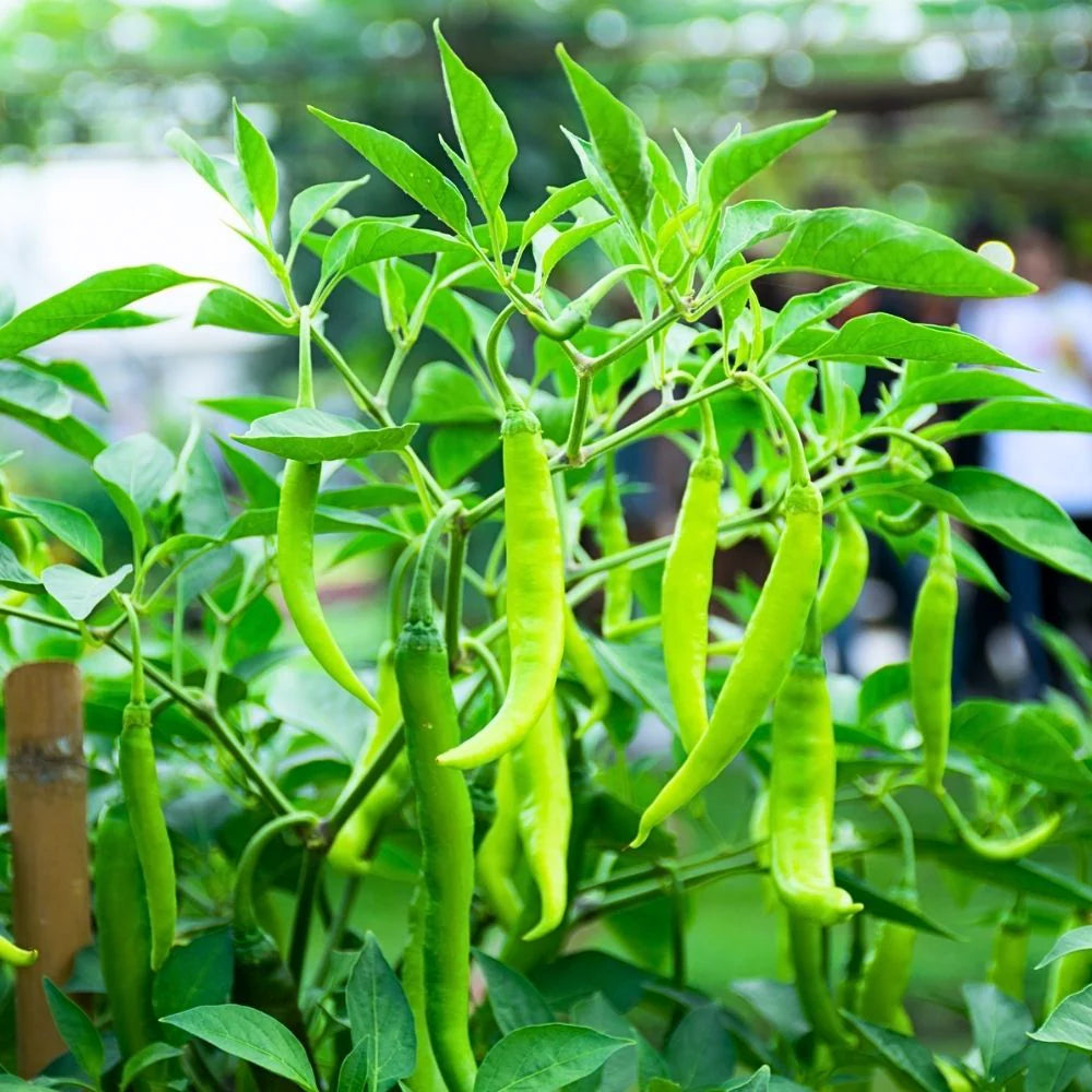 Hatch-Tal Green Chili Seeds – Legendary Hot Pepper Variety for Garden Planting