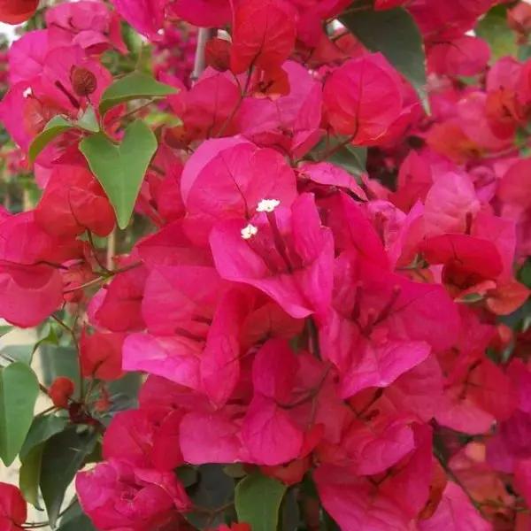 Pink Bougainvillea Plant Seeds for Planting – NON GMO Seeds for planting in home garden