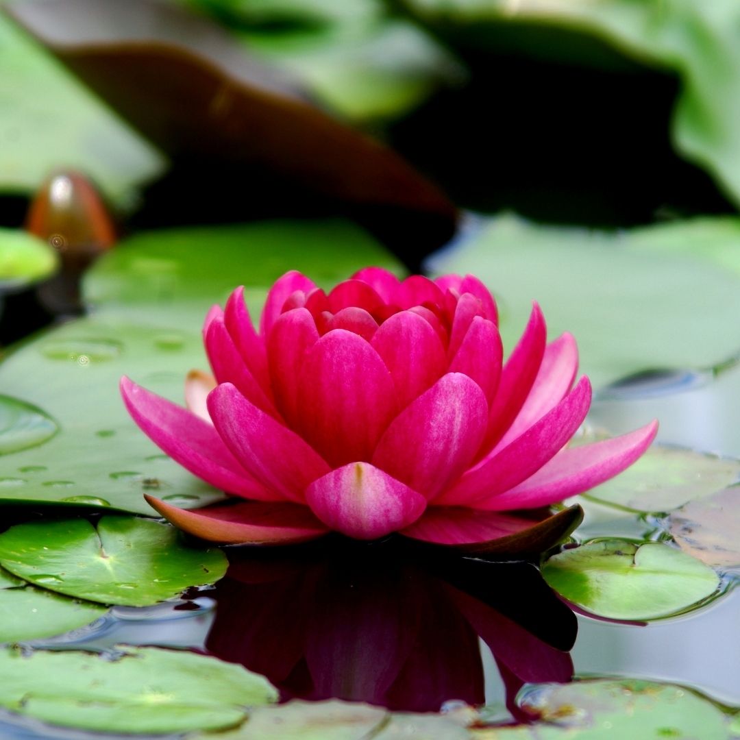 Mixed Pink, Red & Green Bowl Lotus Seeds