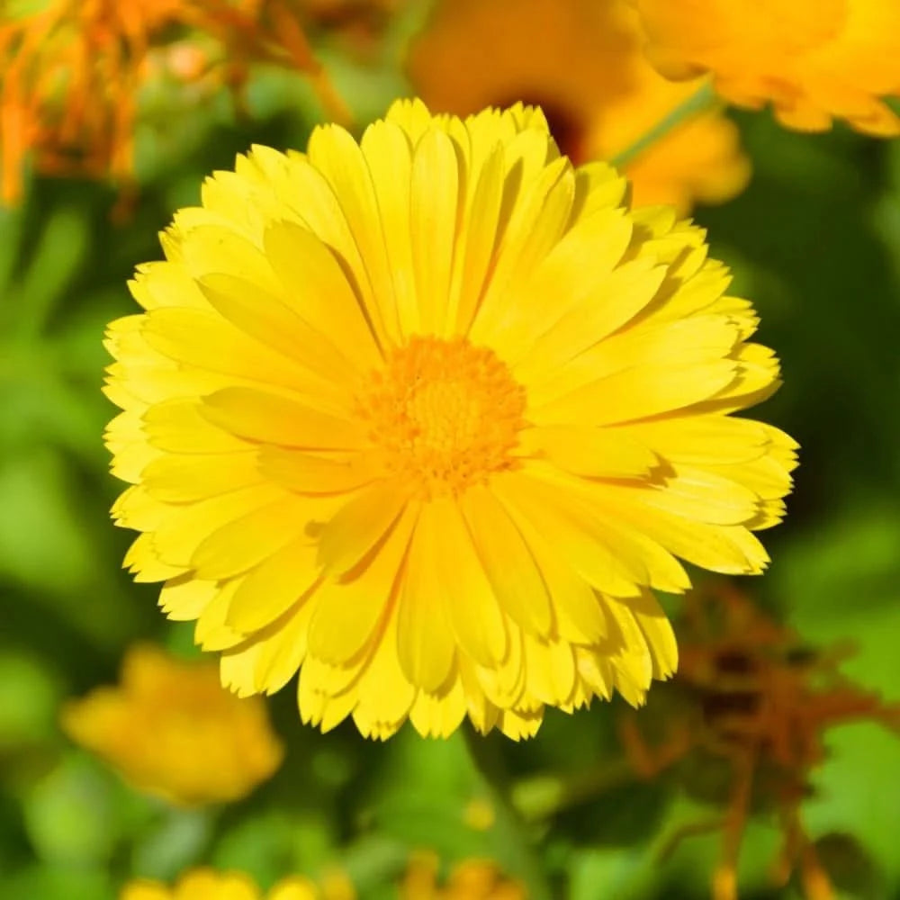 Coreopsis Dwarf Lance Coreopsis Flower Seeds