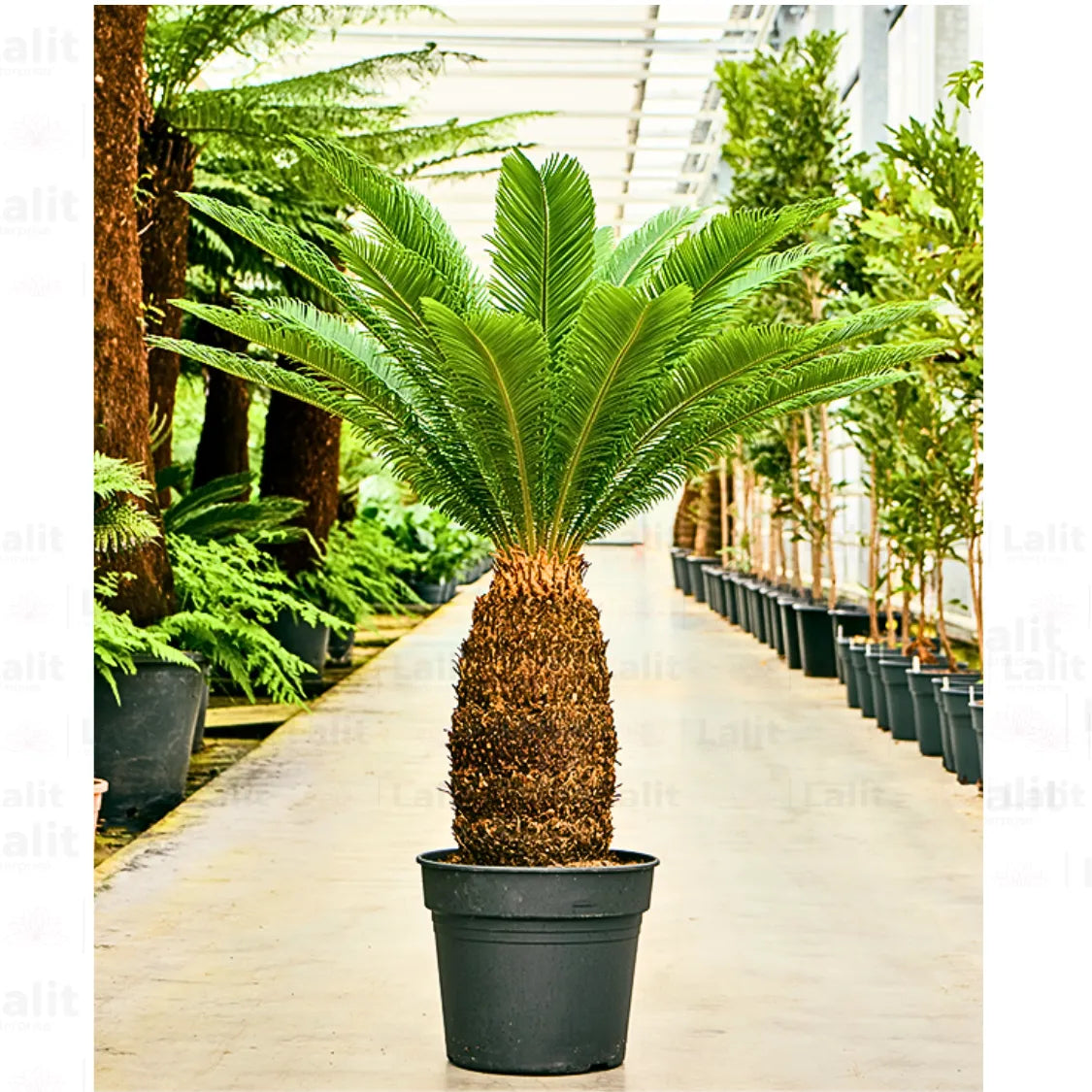 AMERIQUE Cycas Revoluta Sago Palm Tree Artificial Plant Seeds