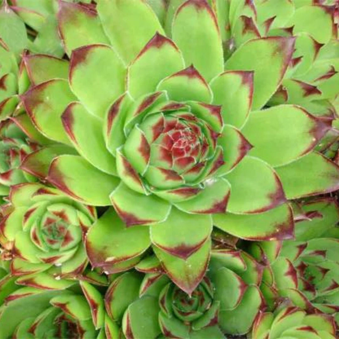 Green Sempervivum Plant Seeds for Planting - 100 pcs for planting in your garden.
