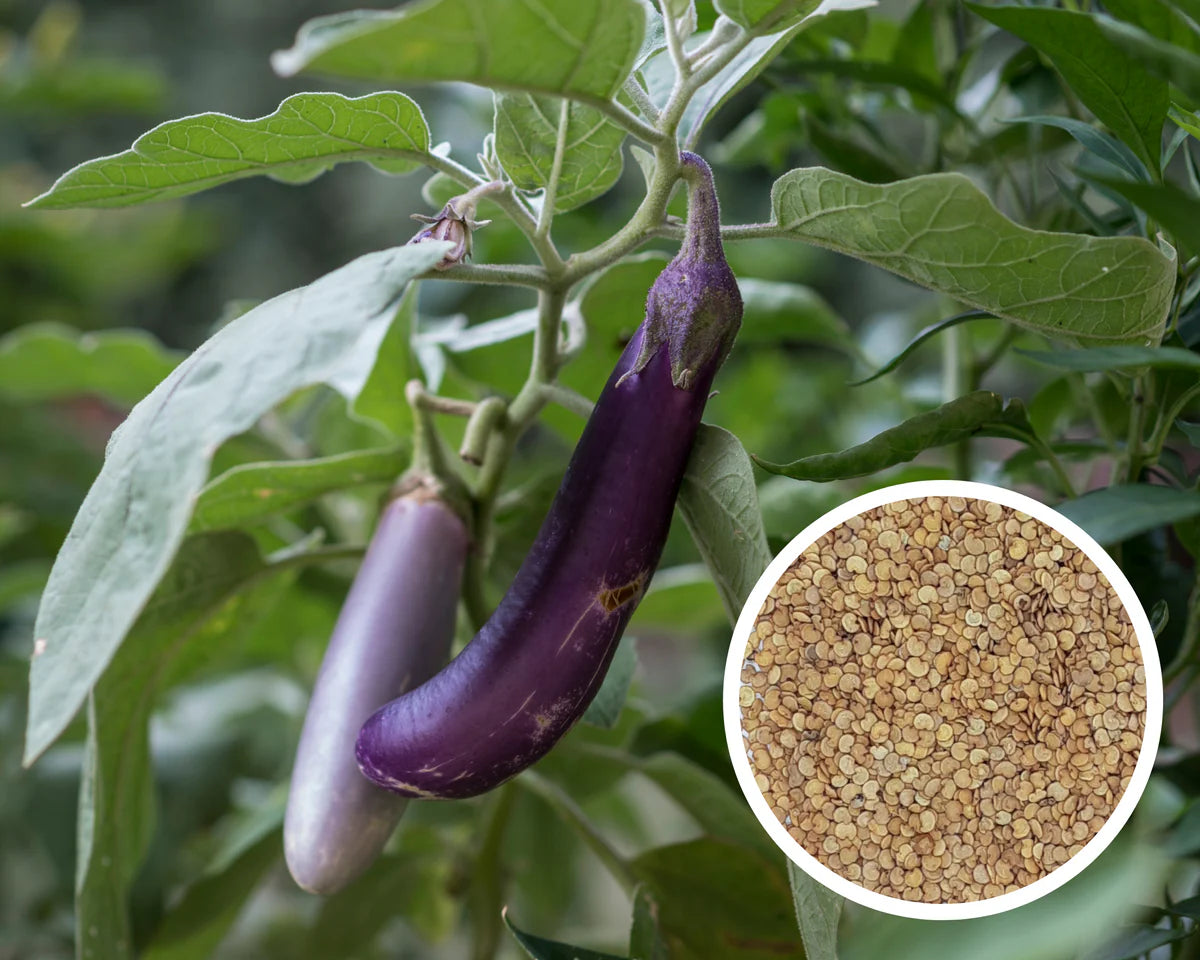 Eggplant Seeds - Long Asian