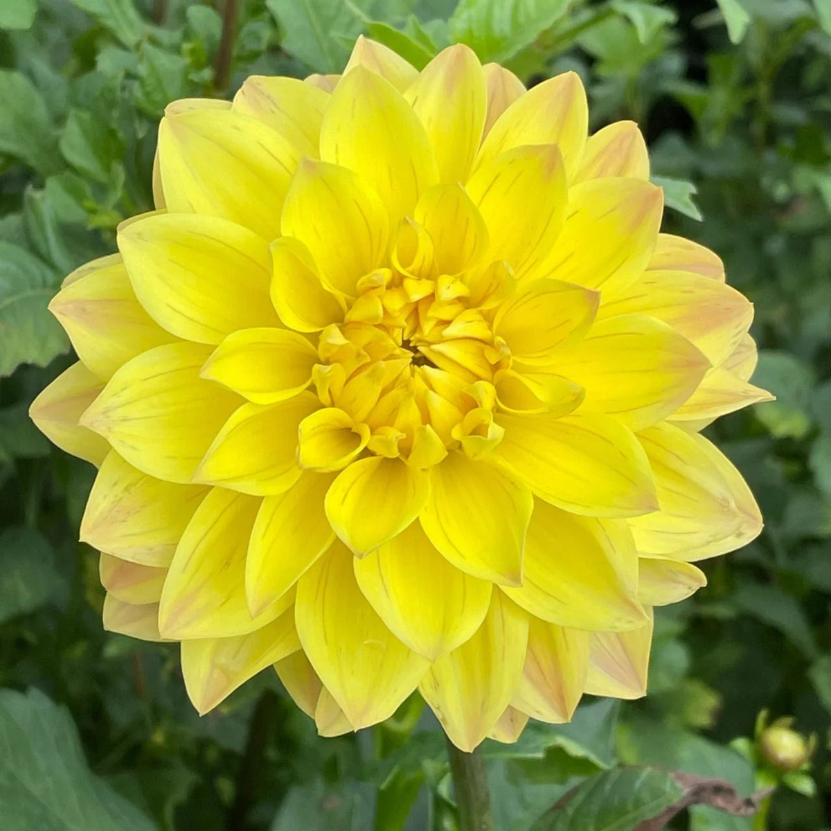 Dahlia Pinnata Mignon Yellow Flowering Seeds For Planting in backyard garden or patio pots