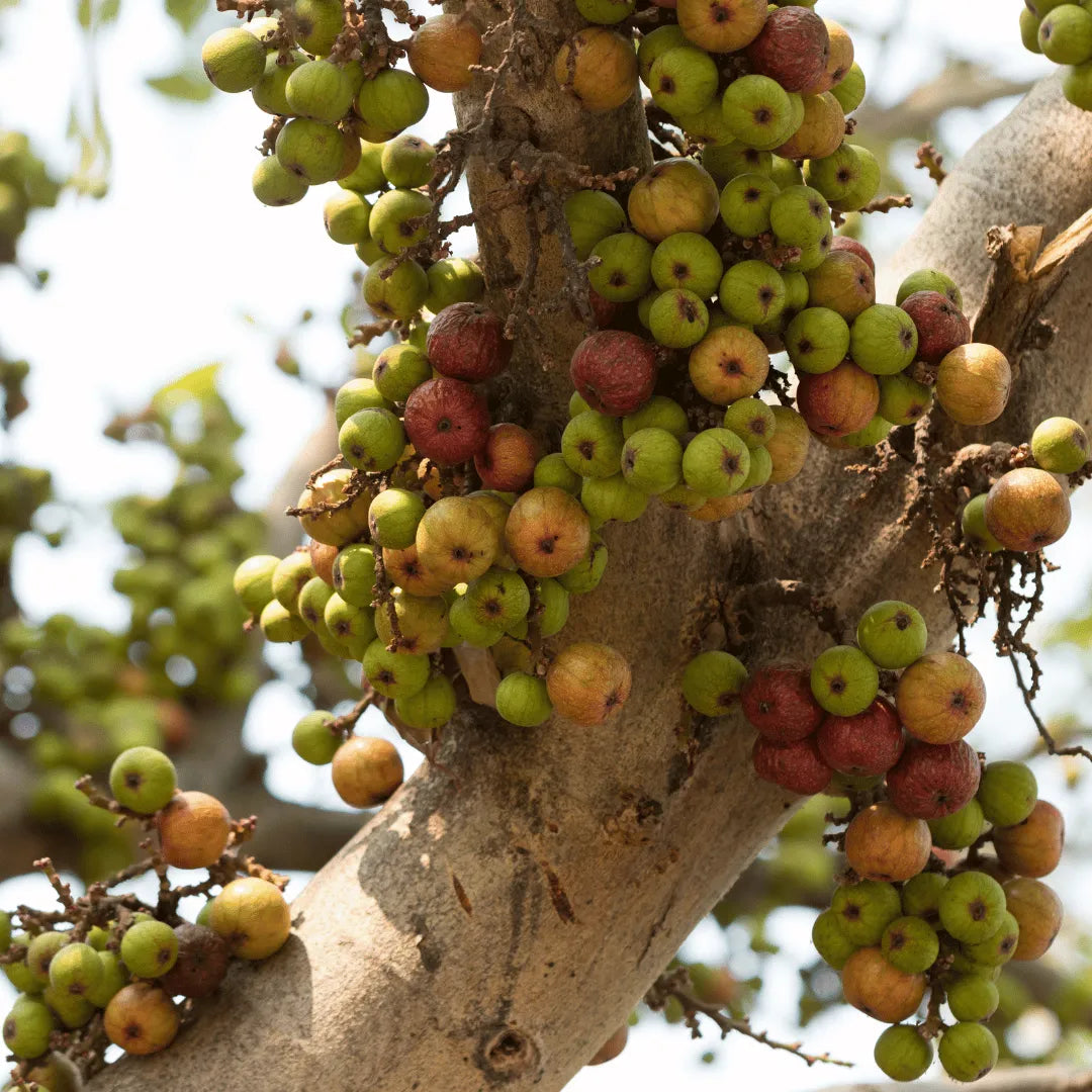 Cluster Fig Seeds