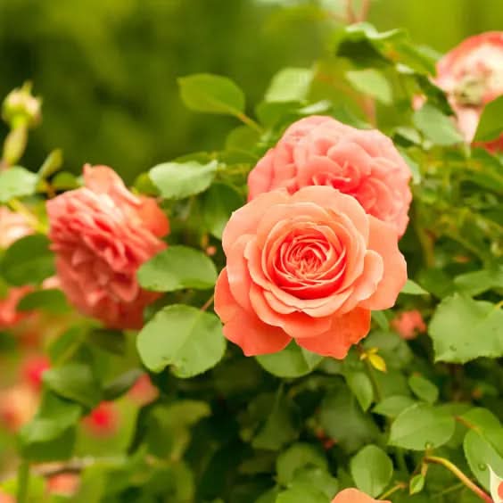 Climbing Rose Flower Seeds for Planting –  Heirloom, Non-GMO Garden Seeds