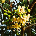 Green Ceiba Pentandra Flower Seeds for Planting - 100 seeds for planting in home garden