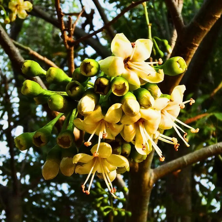 Green Ceiba Pentandra Flower Seeds for Planting - 100 seeds for planting in home garden