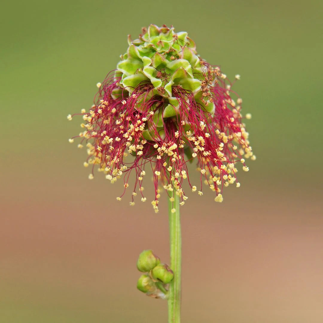 Salad Burnet Seeds SMALL Sanguisorba Minor Herb Flower Forage S&H – Heirloom, Non-GMO, High Germination Organic Garden Seeds