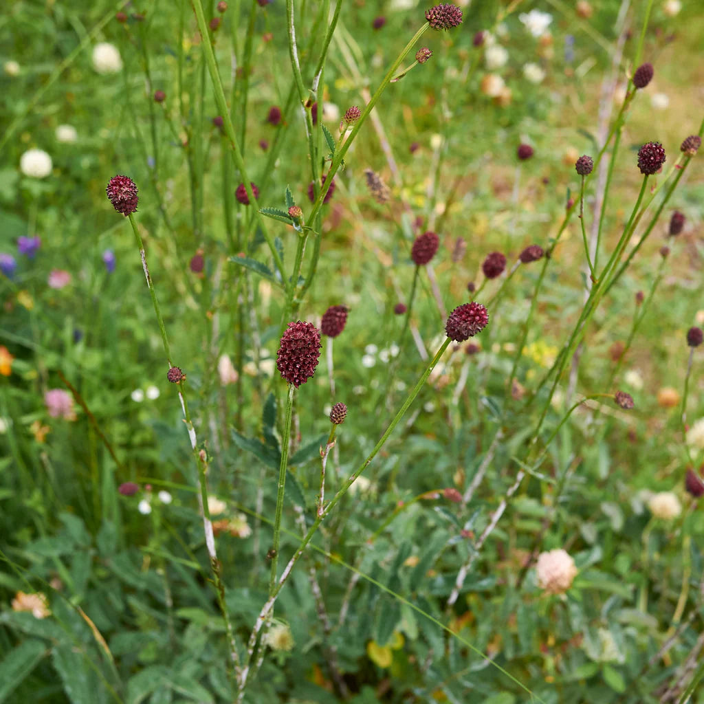 Red Burnet Sanguisorba Herb Plant Seeds for Garden Landscaping-Heirloom & Non-GMO Seeds for planting – Fresh Herb for Your Garden