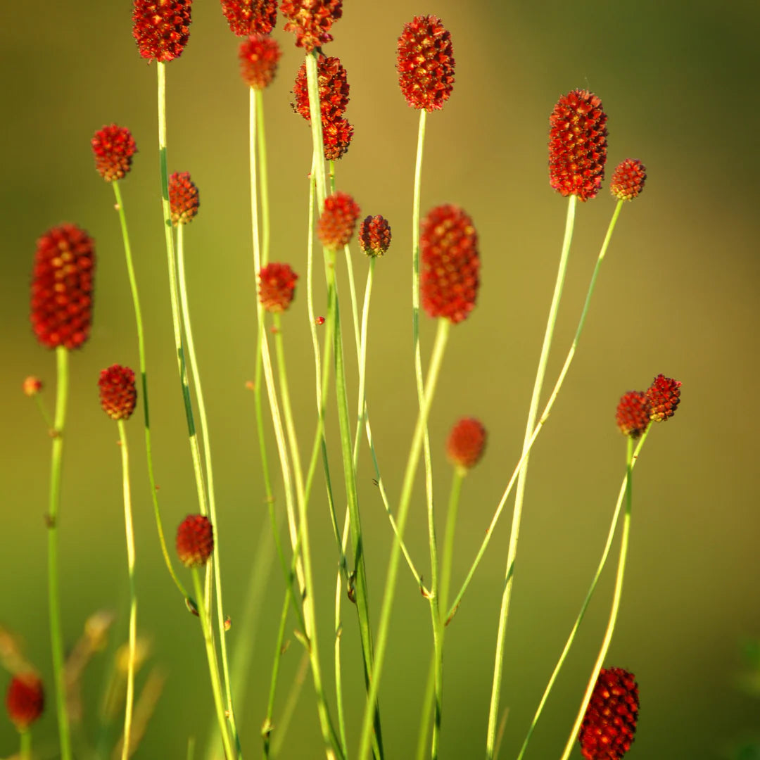 Red Burnet Sanguisorba Herb Plant Seeds for Garden Landscaping-Heirloom & Non-GMO Seeds for planting – Fresh Herb for Your Garden
