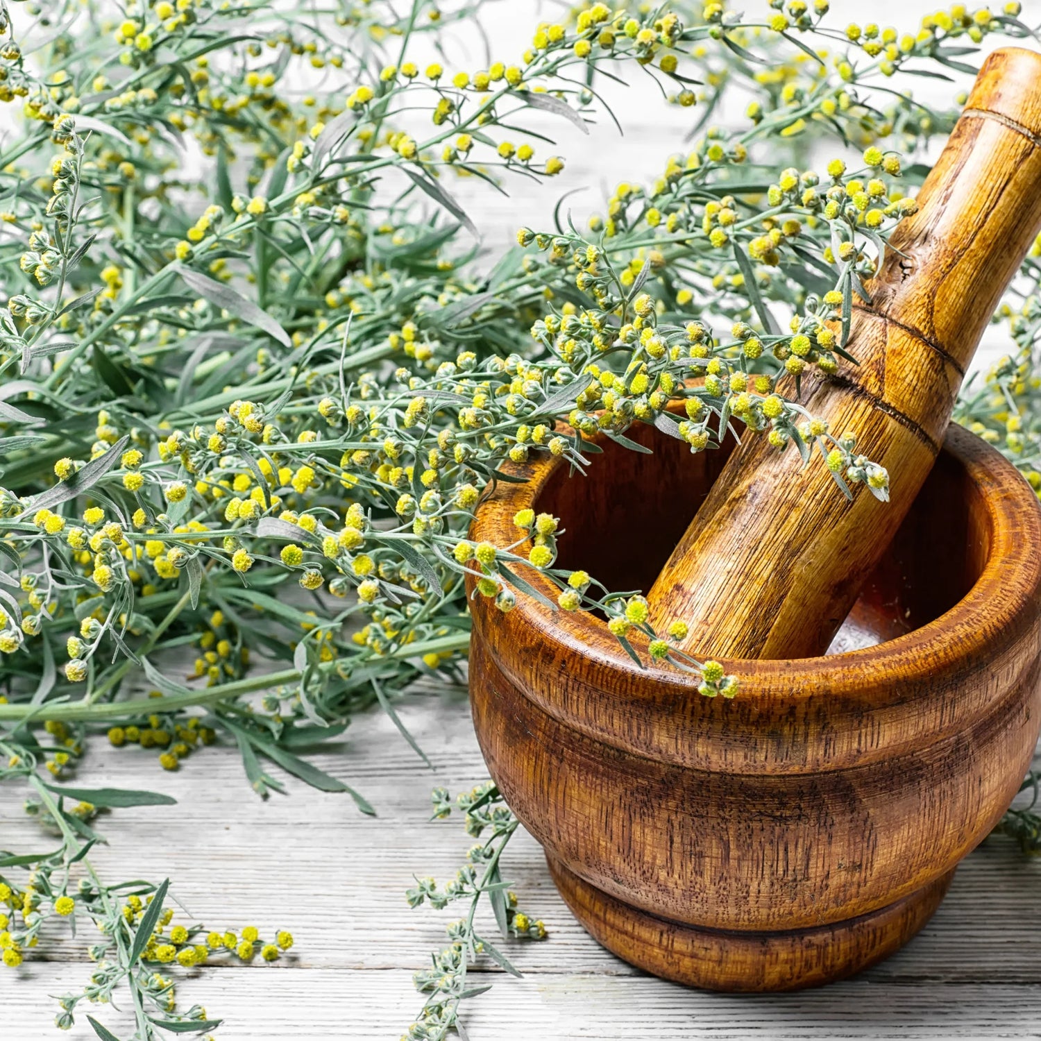 Green Absinthe Plant Seeds for Planting-Garden Landscaping and Medicinal Use – Fresh Herb for Your Garden