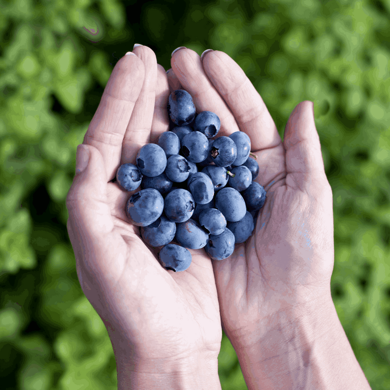 Blueberry Seeds (Vaccinium corymbosum)