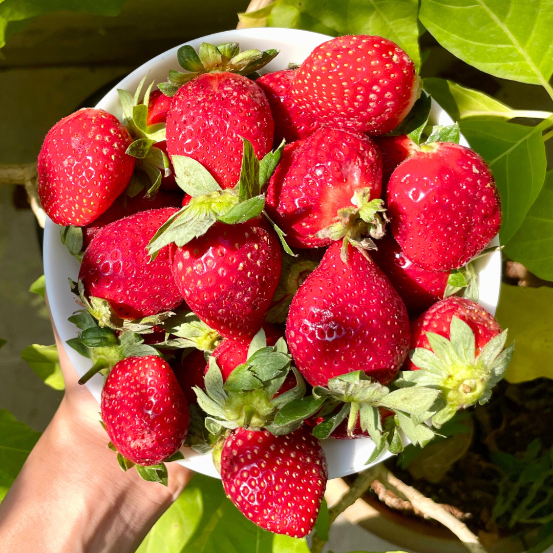 Strawberry Seeds