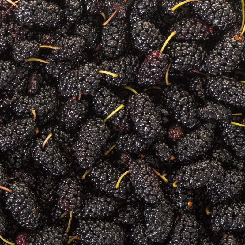 Black Mulberry Seeds (Morus nigra)