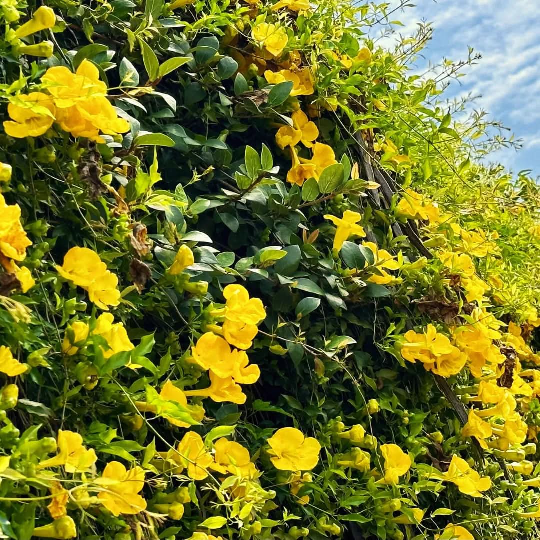 Heirloom Non-GMO Dolichandra Flower Seeds for Planting – Fast-Growing Climbing Ornamental Blooms - Non-GMO for planting in home garden