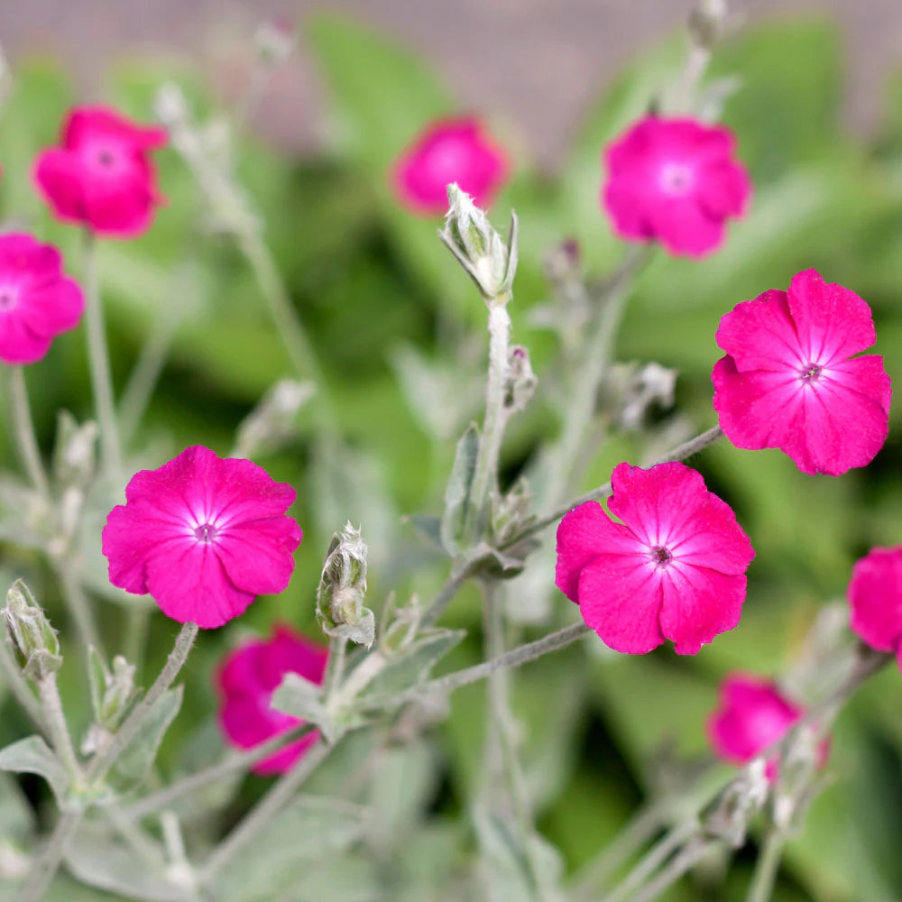 Rose Campion Lychnis coronaria Flowering Seeds For Planting