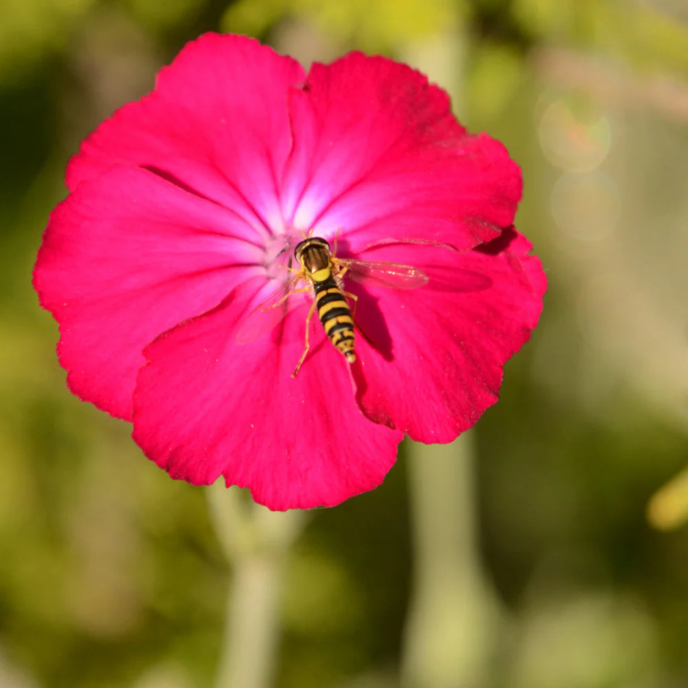 Rose Campion Lychnis coronaria Flowering Seeds For Planting